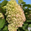 Hydrangea paniculata 'Little Fresco' - Aedhortensia 'Little Fresco' C2/2L